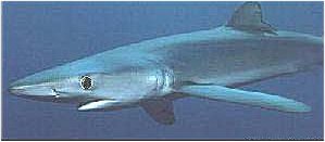 shark.jpg (9121 bytes)